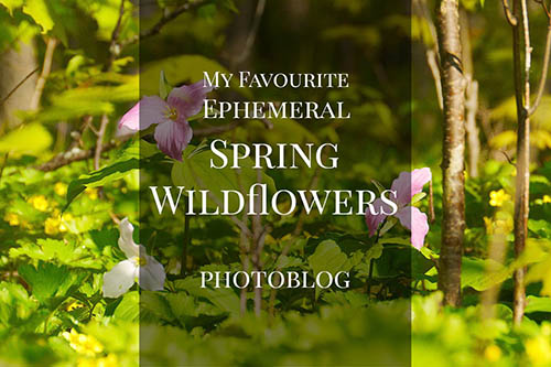 See All My Favourite Spring Ephemeral Wildflowers