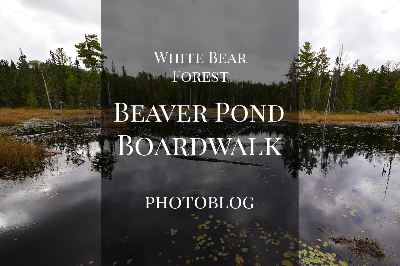 Walk to a little island on the Beaver Pond’s boardwalk – White Bear Forest